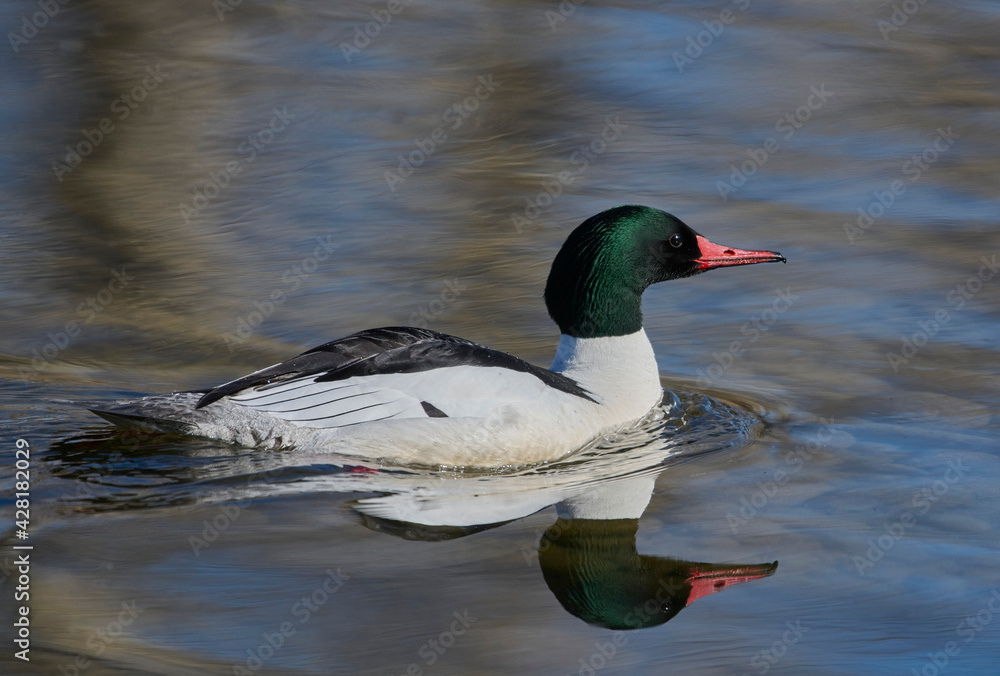 Obraz premium Male Common merganser (Mergus merganser) swimming in lake, Inglewood Bird Sanctuary, Calgary, Alberta, Canada,