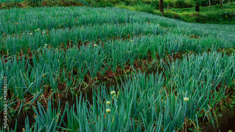 View of a plantation on the plateau