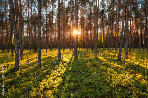 Fototapeta Naklejka Na Ścianę i Meble -  Las - Kalety