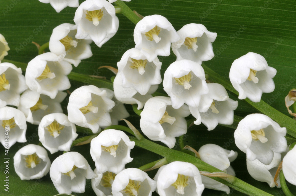 Clochettes de muguet en gros plan Clochettes de muguet en gros plan
