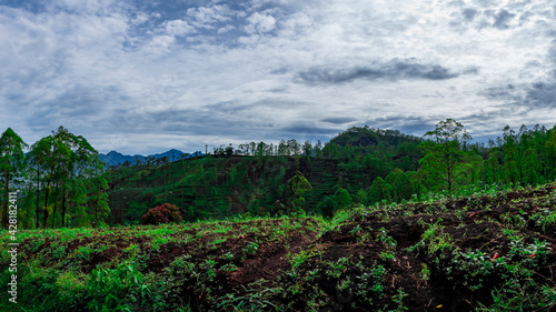 View of a plantation on the plateau 