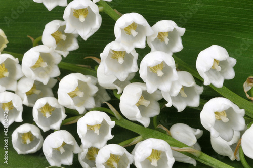 Clochettes de muguet en gros plan