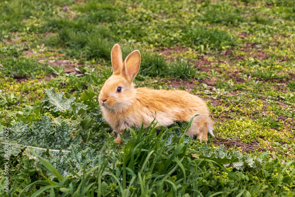 a small rabbit with a white - brown color sits in the green grass. Beautiful picture, background image, cover, calendar . Summer photo of a rabbit a small rabbit with a white - brown color sits in the green grass. Beautiful picture, background image, cover, calendar . Summer photo of a rabbit