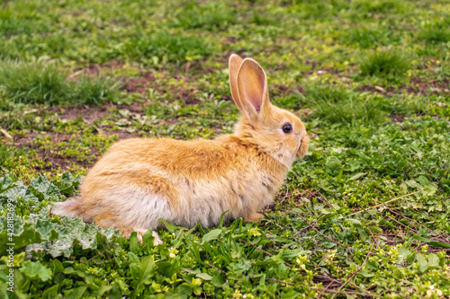 a small rabbit with a white - brown color sits in the green grass. Beautiful picture, background image, cover, calendar . Summer photo of a rabbit