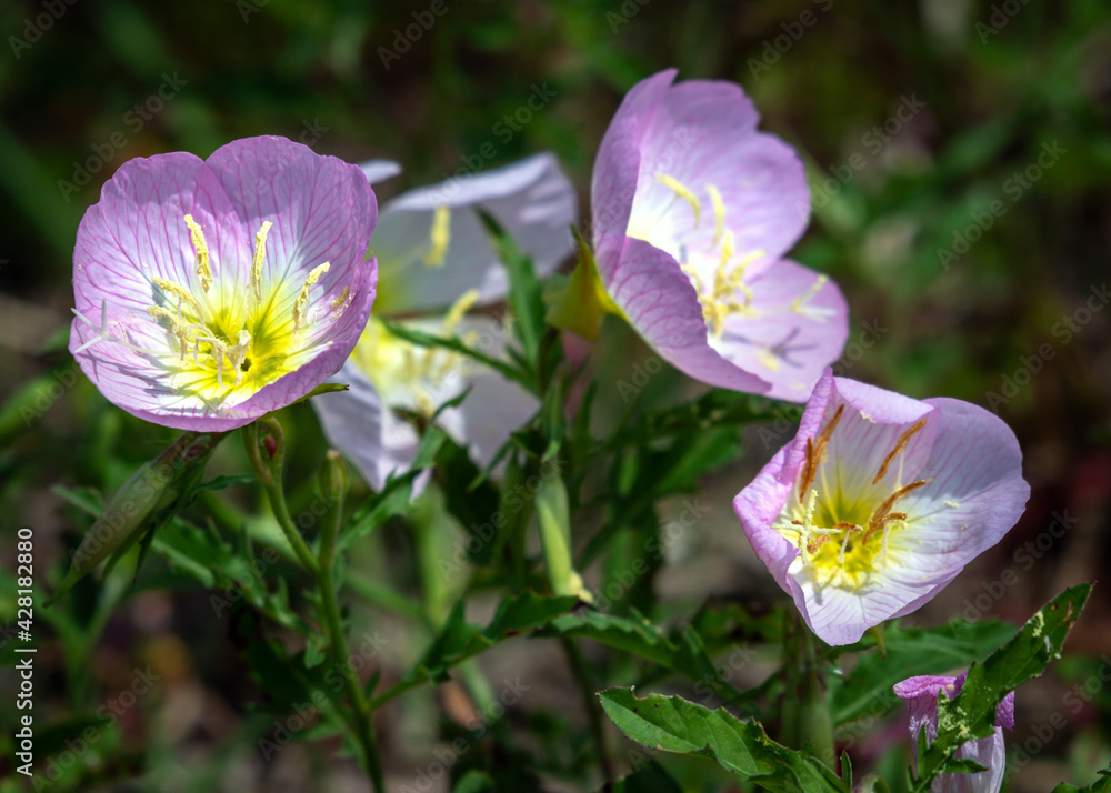 Pinkladies growing wild along the Shadow Creek Ranch Nature Trail in Pearland, Texas! Pinkladies growing wild along the Shadow Creek Ranch Nature Trail in Pearland, Texas!