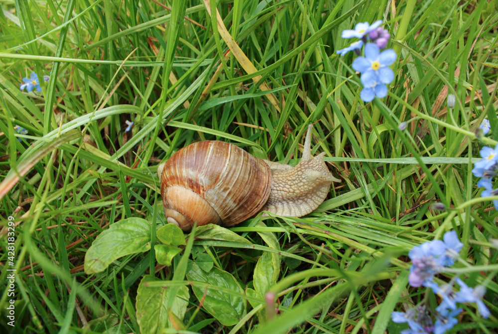 Big grape snail is crawling on the grass next to forget-me-nots flowers. Close-up shot a slow moving cute snail with a beautiful shell. Nature, wildlife & outdoor Big grape snail is crawling on the grass next to forget-me-nots flowers. Close-up shot a slow moving cute snail with a beautiful shell. Nature, wildlife & outdoor