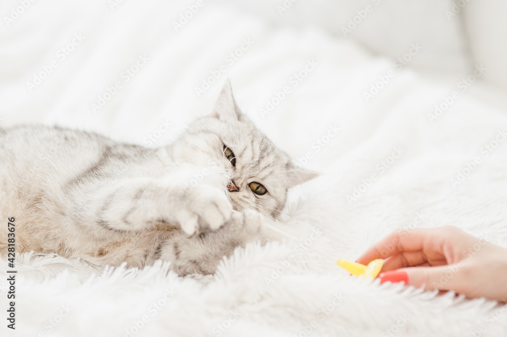 Funny gray cat playing with a toy.Beautiful light pussy Funny gray cat playing with a toy.Beautiful light pussy