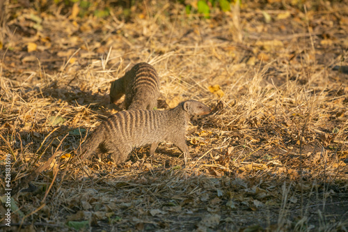 Mongoose wandering around in Chobe National Park of Botswana  Southern Africa.