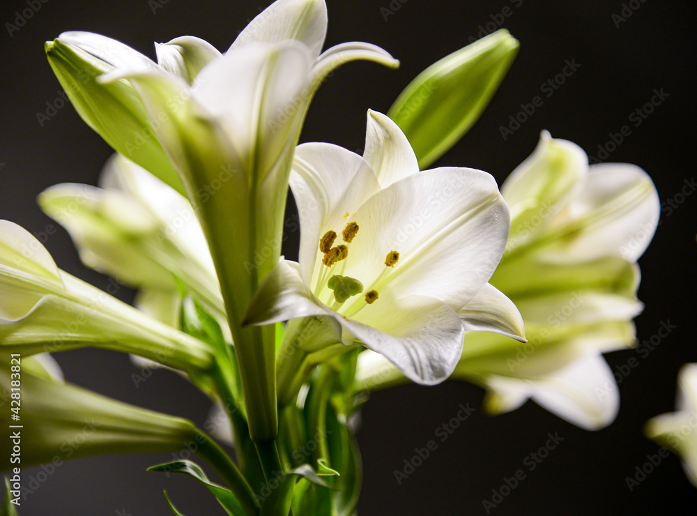 Lilium, it's a kind of flowers. They often bloom in April widely yearly. Its color is white with a good smell. Lilium, it's a kind of flowers. They often bloom in April widely yearly. Its color is white with a good smell.
