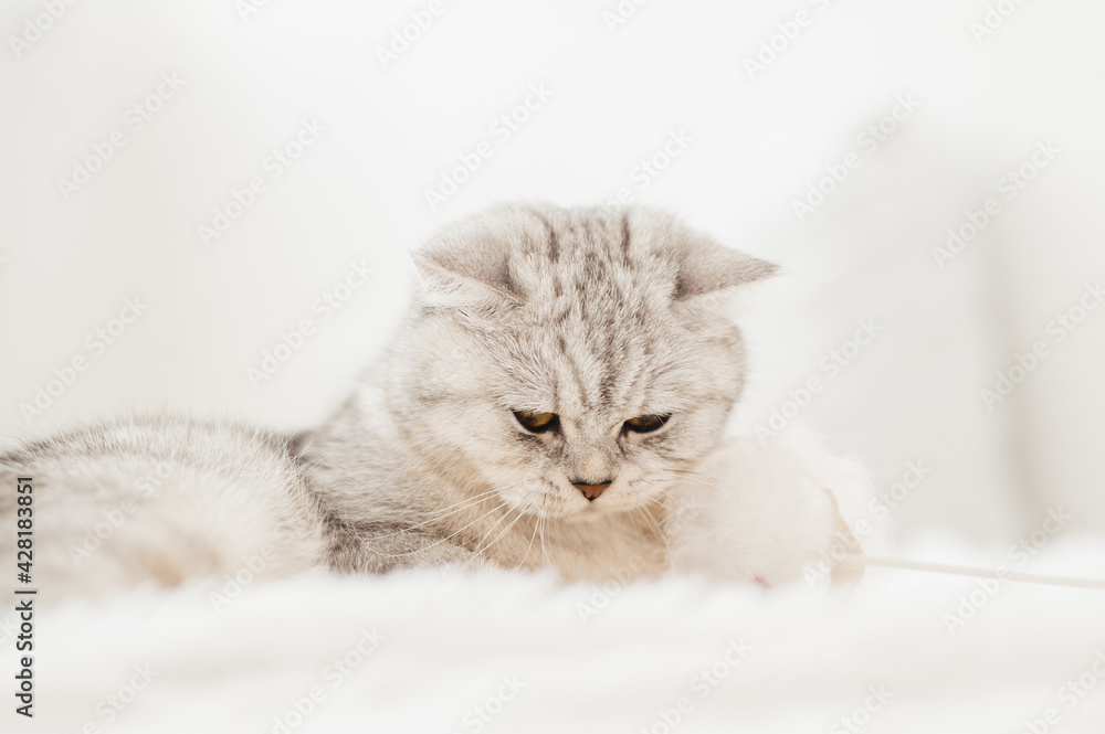 Funny gray cat. little cute gray kitten plays on a white plaid.Fluffy cat of the Scottish breed. Funny gray cat. little cute gray kitten plays on a white plaid.Fluffy cat of the Scottish breed.
