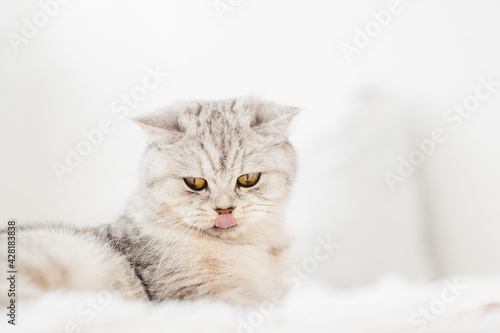 Funny gray cat. little cute gray kitten plays on a white plaid.Fluffy cat of the Scottish breed.