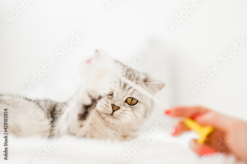 Fototapeta Naklejka Na Ścianę i Meble -  Funny gray cat playing with a toy.Beautiful light pussy