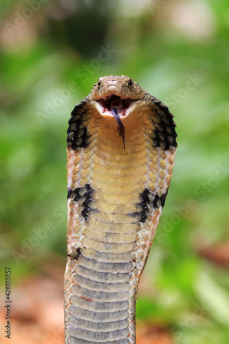 King cobra snake closeup head from side view, king cobra snake ready to attack 