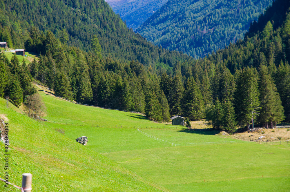mountain vegetation, green meadows in the midst of lush forests, the heart of mountain agriculture