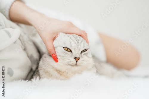 Fototapeta Naklejka Na Ścianę i Meble -  Funny gray cat playing with a girl.Beautiful light pussy