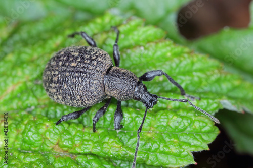 Beetle of Otiorhynchus (sometimes Otiorrhynchus) on a raspberry leaf. Many of them e.i. black vine weevil (O. sulcatus) or strawberry root weevil (O. ovatus) are important pests. photo