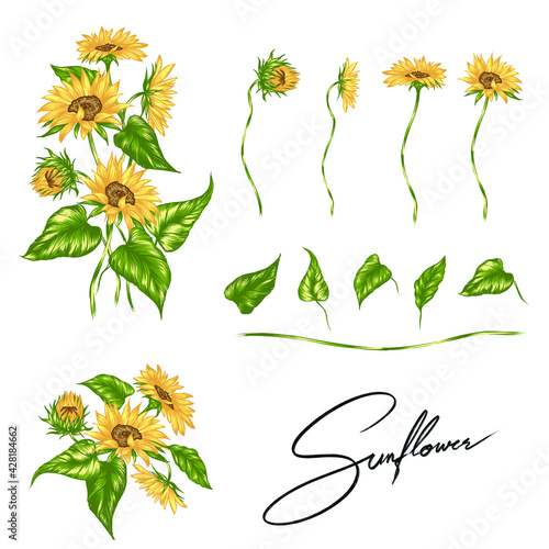 the vector in botanical style with sunflowers, leaf, Illustration.