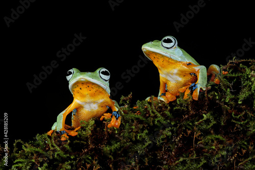 Javan tree frog front view on green leaves with black background