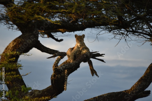 leopard in tree © JoseBernardo