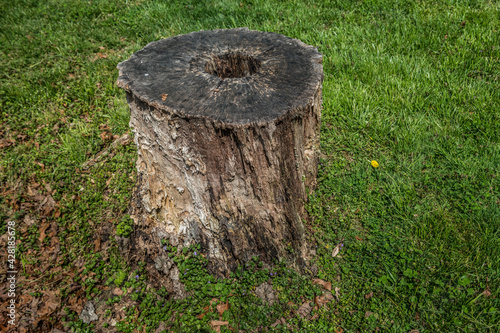 Termite damage on a cut tree stump