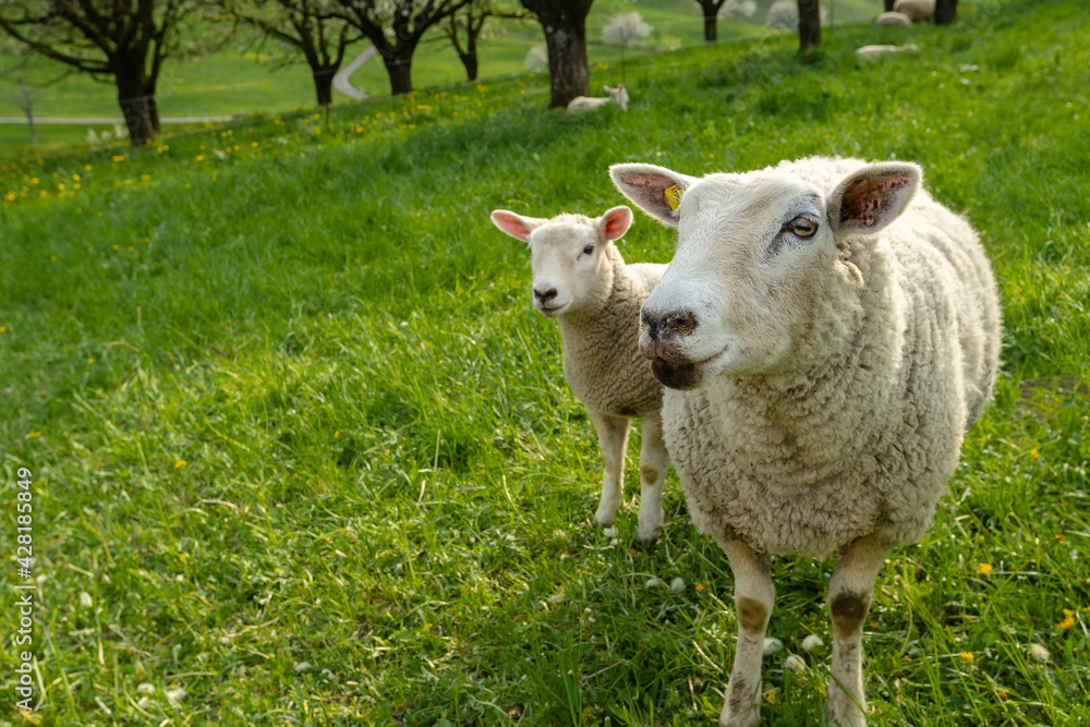 Idyllic scene with grazing sheep with nature landscape background Idyllic scene with grazing sheep with nature landscape background