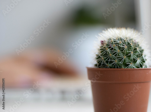 Blurred background cactus in front, behind blurred background of laptop and hands, concept of online courses.