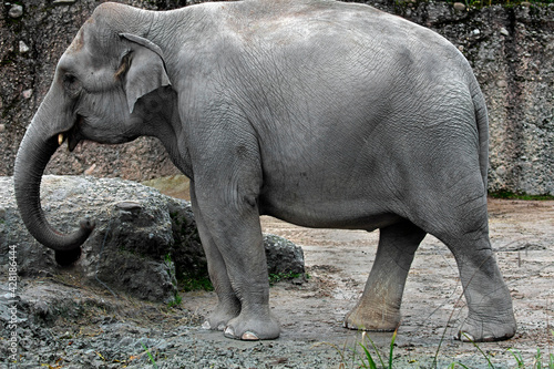 Asian elephant in its enclosure. Latin name - Elephas maximus 
