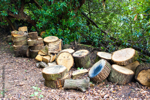 Cut logs in the wood