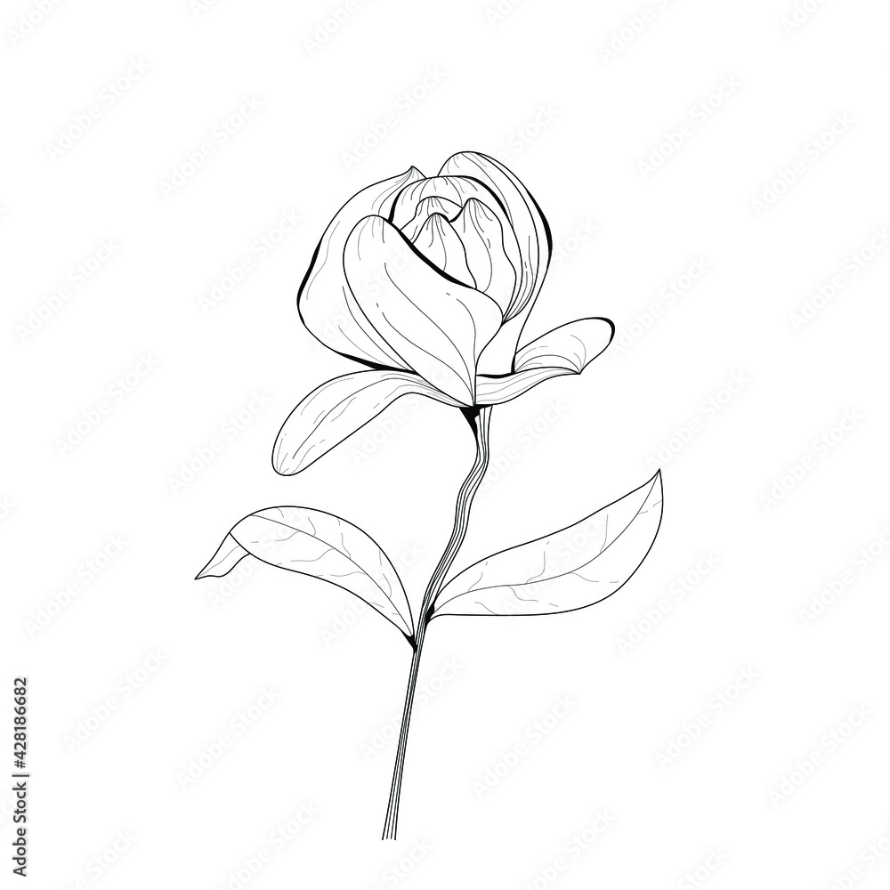 Obraz premium Botanical illustration of a flower. Vector black and white illustration. Botanical flower.