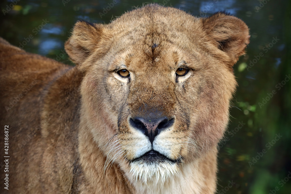 African lion closeup head, African lion closeup face