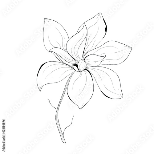 Botanical illustration of a flower. Vector black and white illustration. Botanical flower.