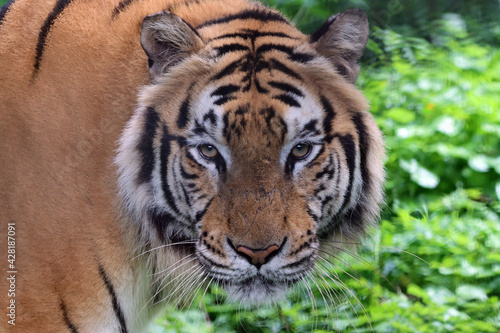Fototapeta Naklejka Na Ścianę i Meble -  Portrait of a bengal tiger, Closeup head Bengal tiger, Male of Bengal tiger closeup
