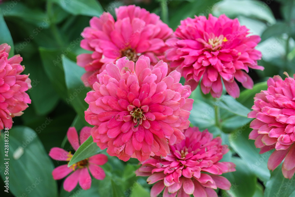 Pink zinnia flowers with green leaves background. Pink zinnia flowers with green leaves background.