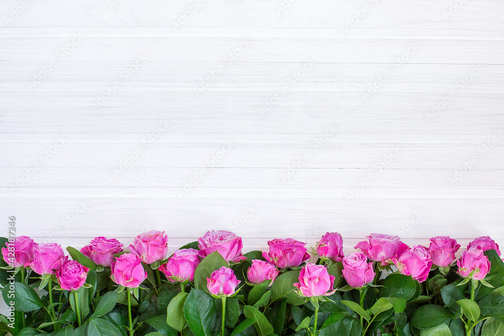 Pink roses on a white background Pink roses on a white background