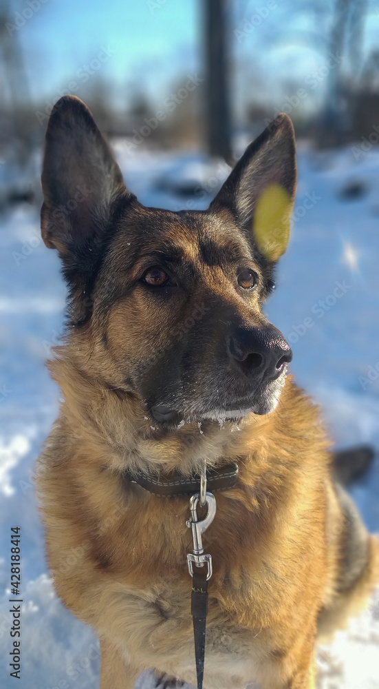 german shepherd dog