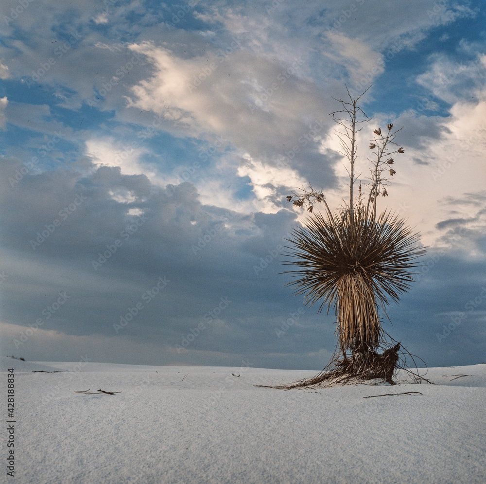 White Sands National Park American national park New Mexico USA. White