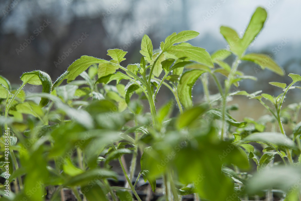 Tomato seedlings growing in a plastic multitray on a sunny windowsill. Tomato seedlings growing in a plastic multitray on a sunny windowsill.