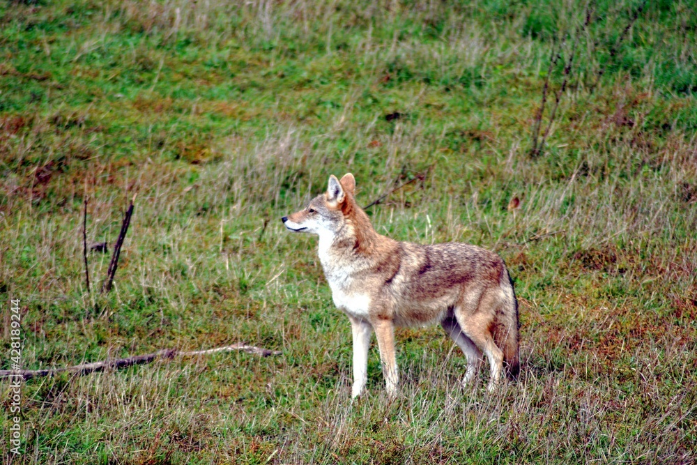 coyote coyote