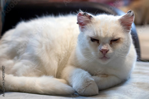 White abandoned and sick cat has sore eyes due to infection in the shelter