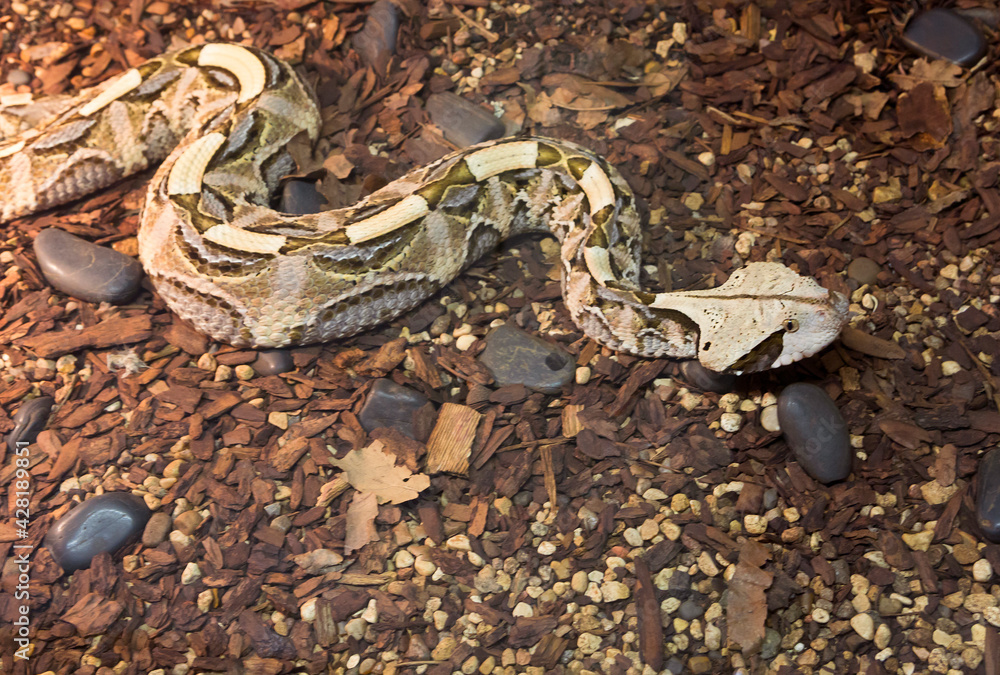 West African Gsboon Viper.
One of the most venomous snakes in the world. The length can exceed 1.5 meters. The African viper is common in tropical and subtropical rain forests. West African Gsboon Viper.
One of the most venomous snakes in the world. The length can exceed 1.5 meters. The African viper is common in tropical and subtropical rain forests.