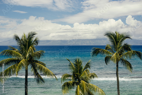 Hawaiian palm trees
