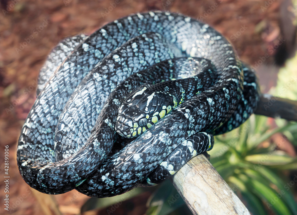 Foto de Mangrove snake. It lives on the Philippine Islands. A rare subspecies of mangrove snakes
