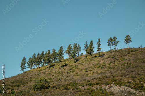 Diagonal composition of trees in the mountains against the blue sky, Free space. Travel inland to Gomera Island, Canary Islands. View from Garajonay National Park
