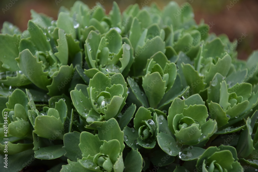 Sedum young green leaves, green plant background Sedum young green leaves, green plant background