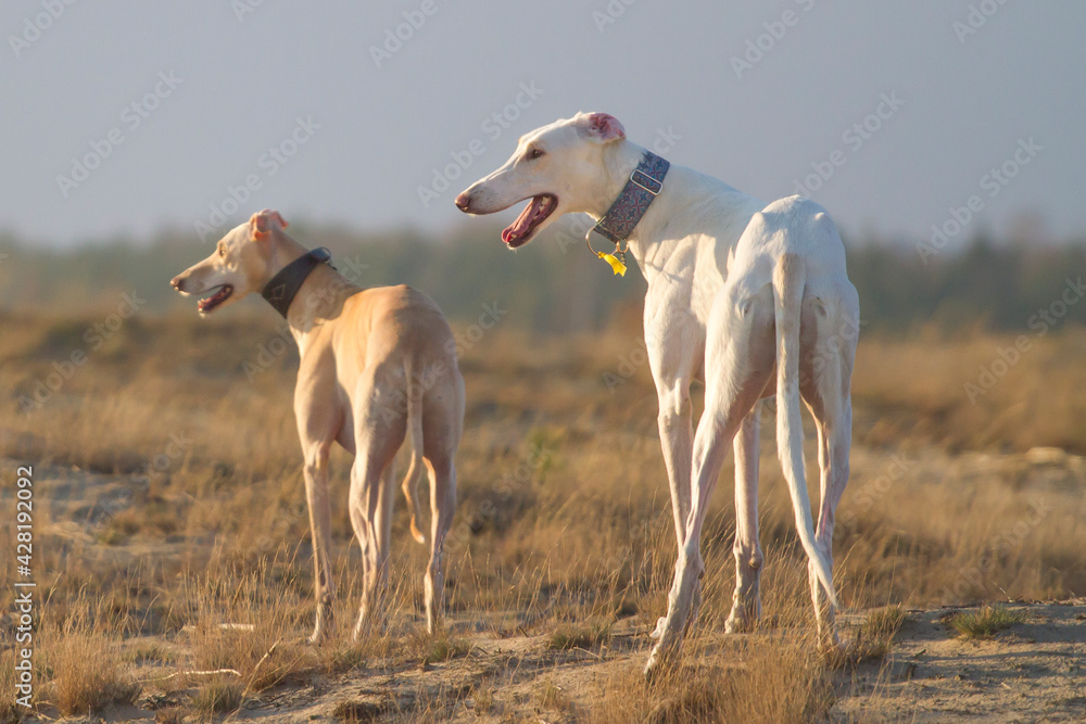 two dogs white dog polish greyhound dessert pose two dogs white dog polish greyhound dessert pose