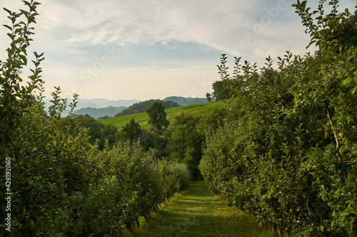 Row in an Italian orchard with apple trees in Emilia Romagna. 