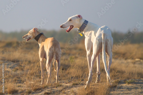 two dogs white dog polish greyhound dessert pose