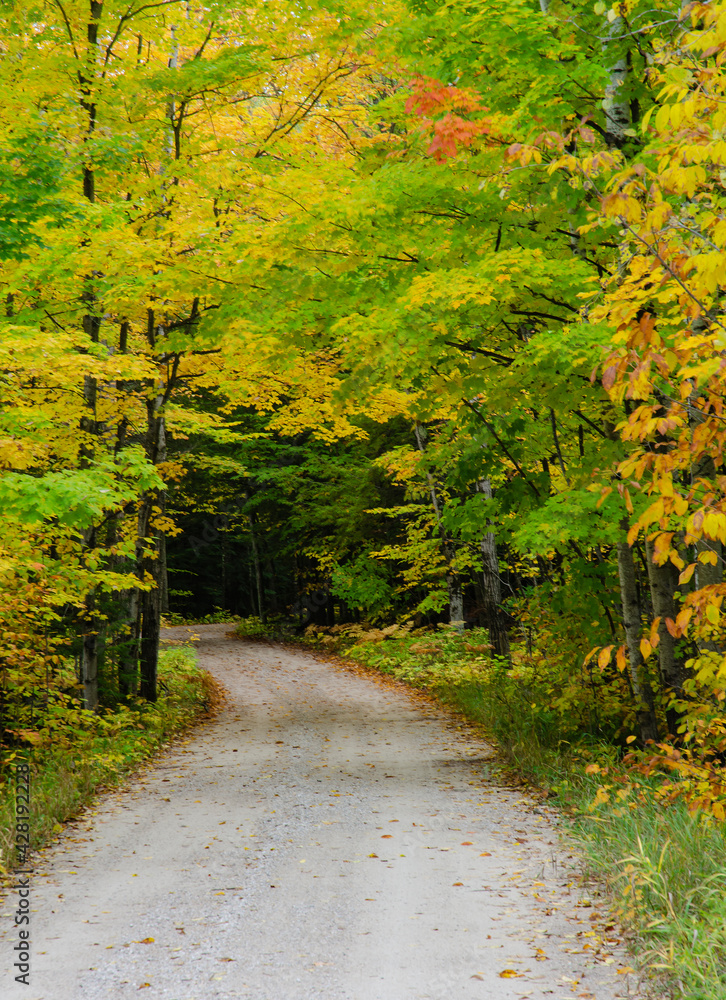 Naklejka premium 638-76 Autumn Road