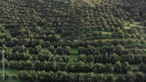 DRONE SHOT AVOCADO FIELDS IN URUAPAN photo