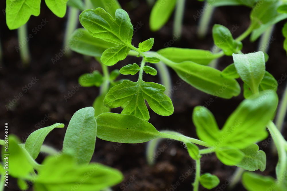 Seedlings of tomatoes Seedlings of tomatoes